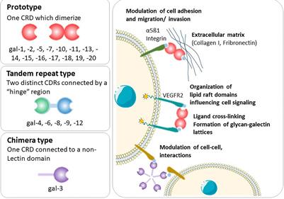 Medawar’s PostEra: Galectins Emerged as Key Players During Fetal-Maternal Glycoimmune Adaptation